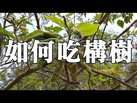 構樹葉的功效|構樹